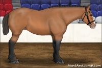 Horse Color:Bay Roan Splash Varnish 
