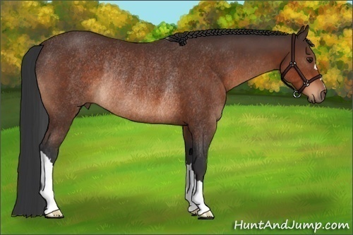 Horse Color:Brown Rabicano 