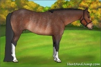 Horse Color:Brown Rabicano 