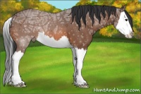 Horse Color:Bay Ice Roan Splash 