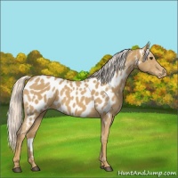 Horse Color:Palomino Appaloosa
