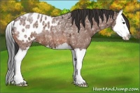 Horse Color:Bay Ice Roan Splash Appaloosa