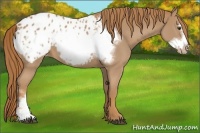 Horse Color:Chestnut Frame Appaloosa 