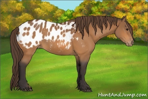 Horse Color:Buckskin Appaloosa 