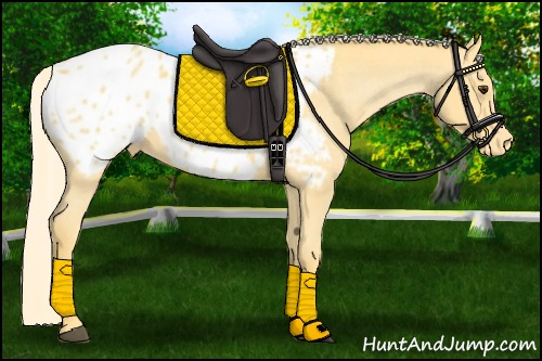 Horse Color:Palomino Blanket