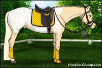 Horse Color:Palomino Appaloosa