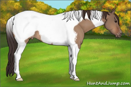 Horse Color:Bay Dun Tobiano Snowcap
