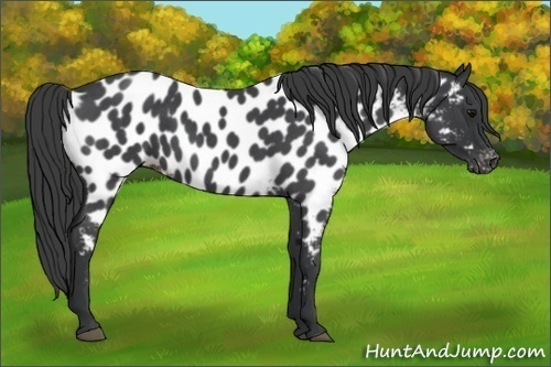 Horse Color:Blue Roan Appaloosa