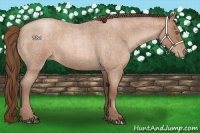 Horse Color:Bay Roan Pearl