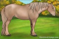 Horse Color:Liver Chestnut Pearl 