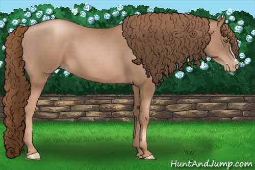 Horse Color:Liver Chestnut Pearl 