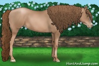 Horse Color:Liver Chestnut Pearl