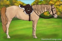 Horse Color:Gold Champagne 