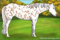 Horse Color:Silver Sable Champagne Splash Appaloosa 