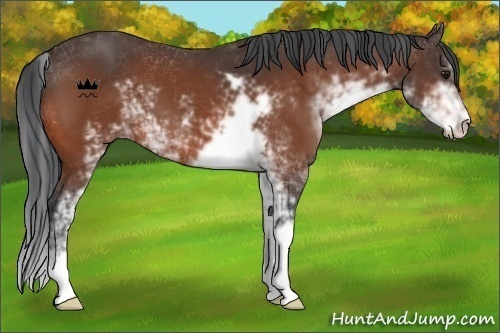 Horse Color:Bay Sabino 