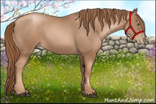 Horse Color:Liver Chestnut Pearl 