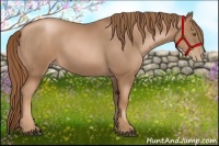 Horse Color:Liver Chestnut Pearl 
