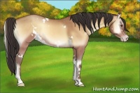 Horse Color:White Spotted Amber Champagne Onyx 