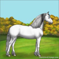 Horse Color:Grullo Sabino Splash Frame 