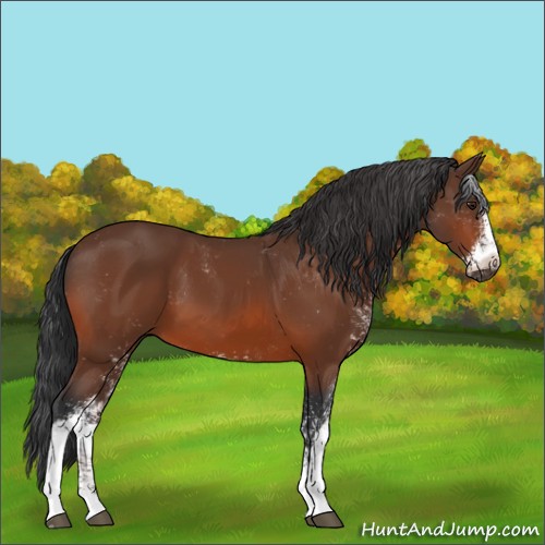 Horse Color:Bay Sabino 