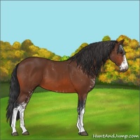 Horse Color:Bay Sabino 