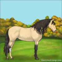 Horse Color:Buckskin Roan Rabicano 