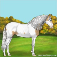 Horse Color:Silver Classic Cream Champagne Splash Tobiano Frame Rabicano 
