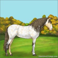Horse Color:Buckskin Near Leopard 