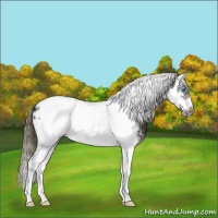 Horse Color:Smoky Black Splash Tobiano Frame Appaloosa 