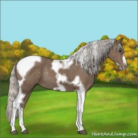Horse Color:Silver Black Tobiano Frame Rabicano 