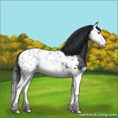 Horse Color:Black Splash Appaloosa Rabicano 