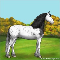 Horse Color:Black Splash Appaloosa Rabicano 