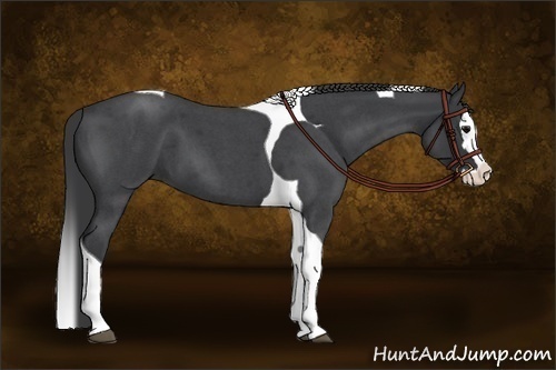 Horse Color:Blue Roan Splash Tobiano 