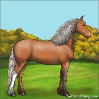 Horse Color:Silver Bay 