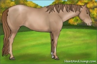 Horse Color:Liver Chestnut Pearl 