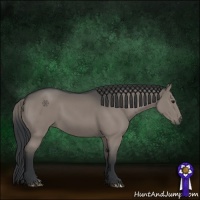 Horse Color:Grullo 