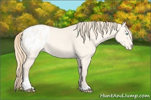 Horse Color:Perlino Dun Sabino Appaloosa