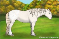 Horse Color:Perlino Dun Sabino Varnish 