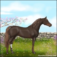Horse Color:Liver Chestnut Rabicano 