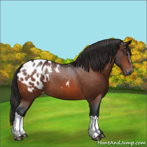 Horse Color:Bay Appaloosa 