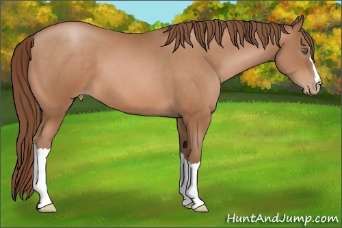 Horse Color:Bay Pearl