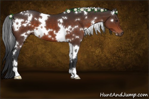 Horse Color:White Spotted Brown