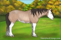 Horse Color:Amber Champagne Splash Rabicano 