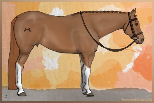Horse Color:Chestnut Tobiano 