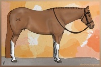 Horse Color:Chestnut Tobiano 