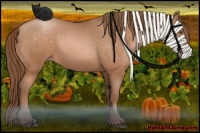 Horse Color:Bay Pearl 