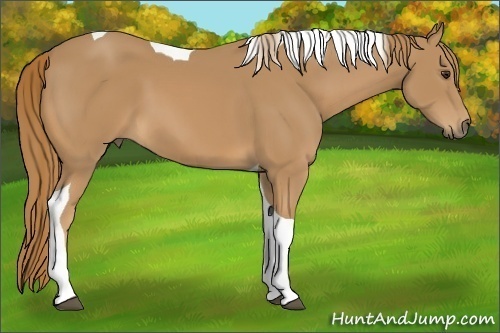 Horse Color:Chestnut Tobiano
