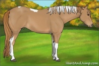 Horse Color:Chestnut Tobiano 