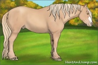 Horse Color:Gold Champagne 