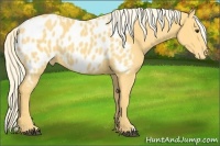 Horse Color:Palomino Appaloosa 